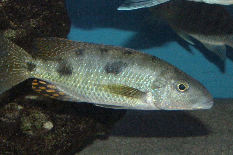 Stigmatochromis pholidophorus